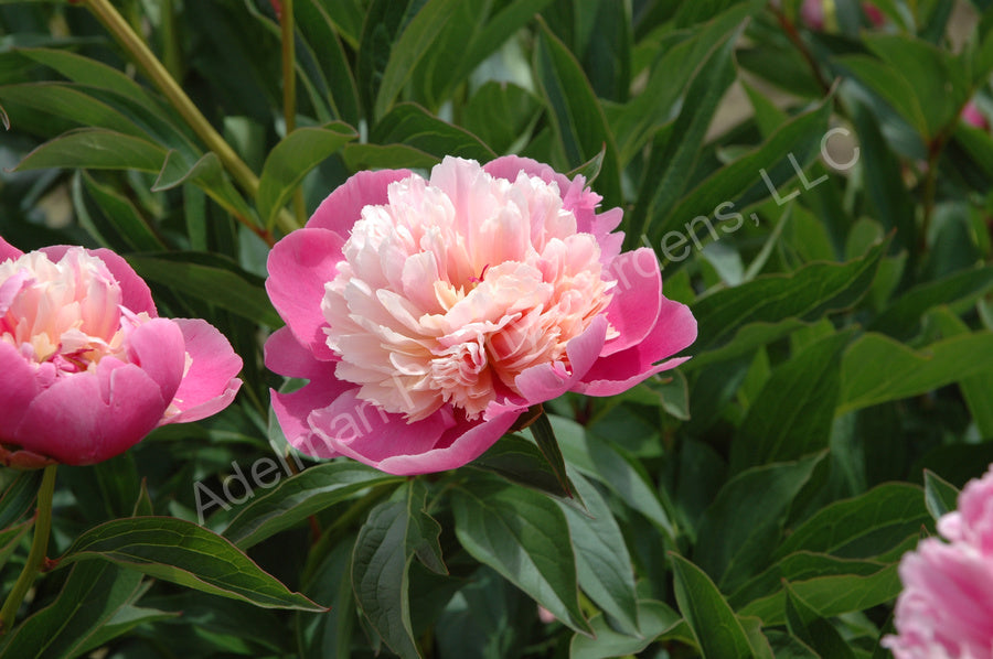 Seasonal Special Peony Bouquet - Small