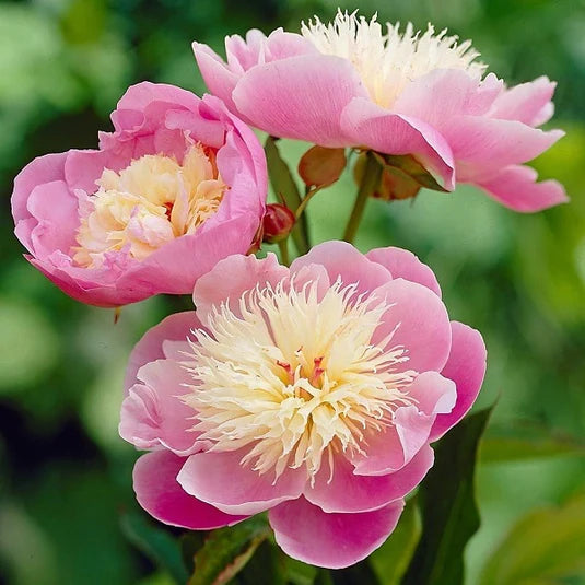 Seasonal Special Peony Bouquet - Small