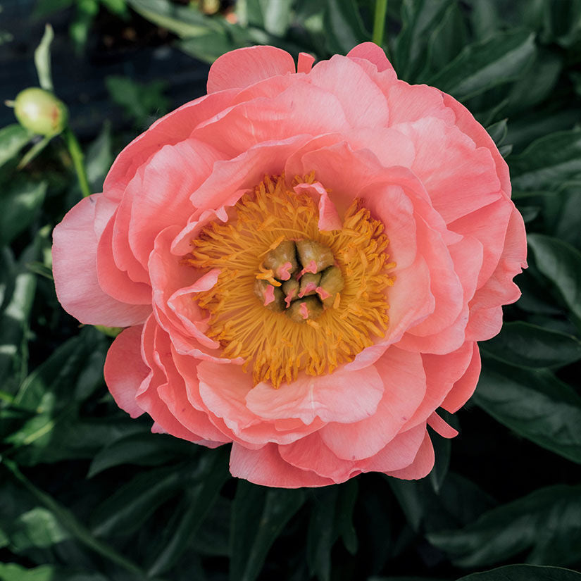 Seasonal Special Peony Bouquet  - Small
