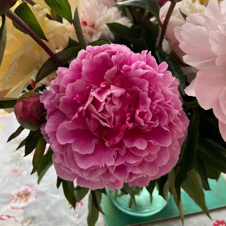 Seasonal Special Peony Bouquet  - Small