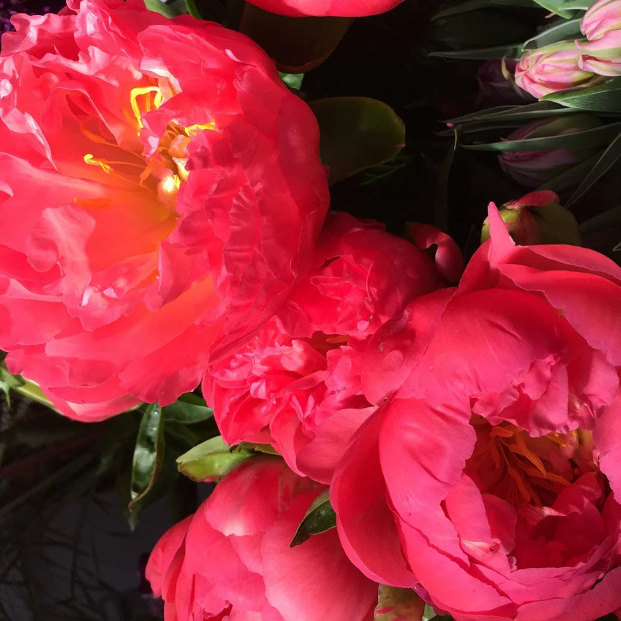Seasonal Special Peony Bouquet  - Small