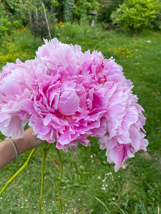 British Peony Bouquet | Limited British Flowers Week Edition | Local Delivery
