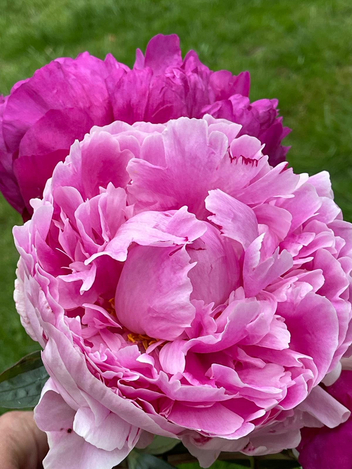 British Peony Bouquet | Limited British Flowers Week Edition | Studio Collection
