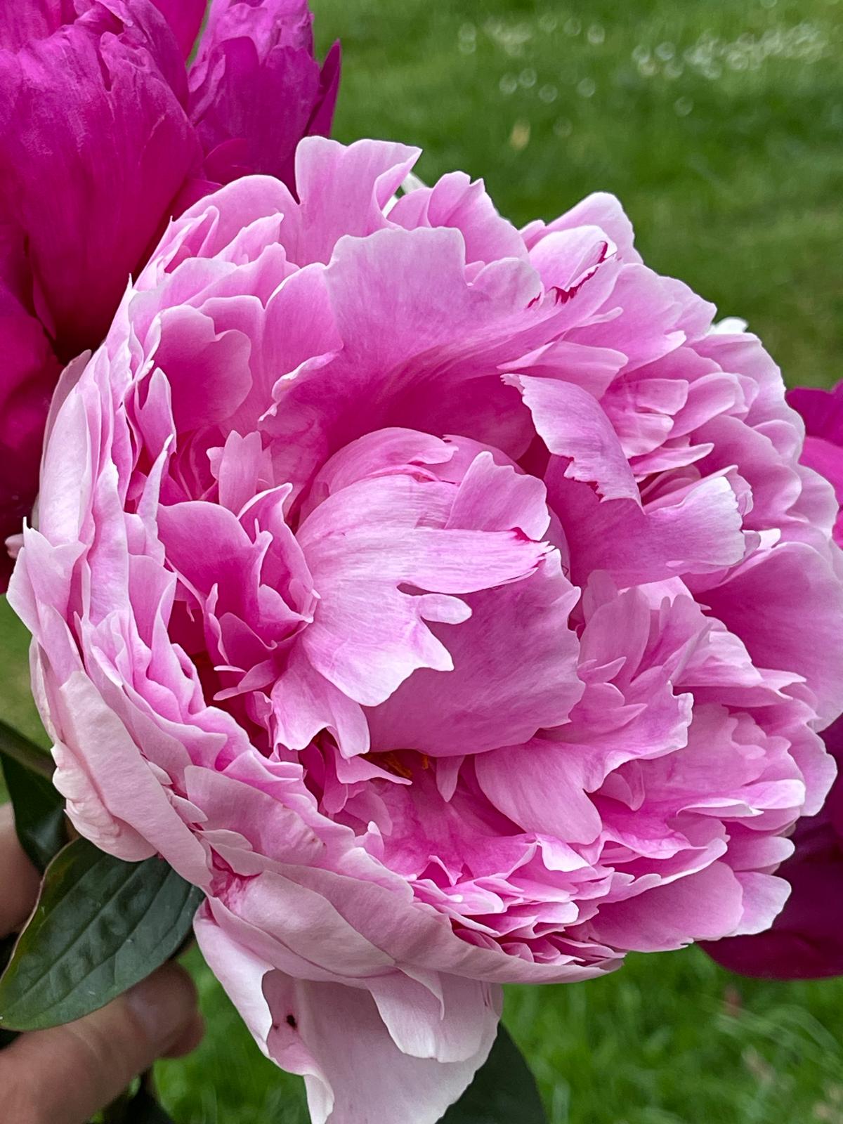 British Peony Bouquet | Limited British Flowers Week Edition | Studio Collection