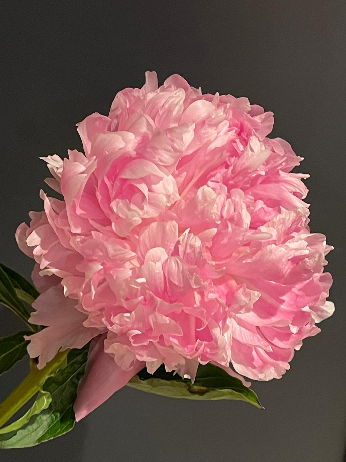 British Peony Bouquet | Limited British Flowers Week Edition | Studio Collection